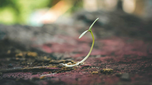 Study on Qi shield & protective effect for bean seedlings