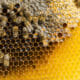 Bee deaths - does cell phone radiation affect bees?