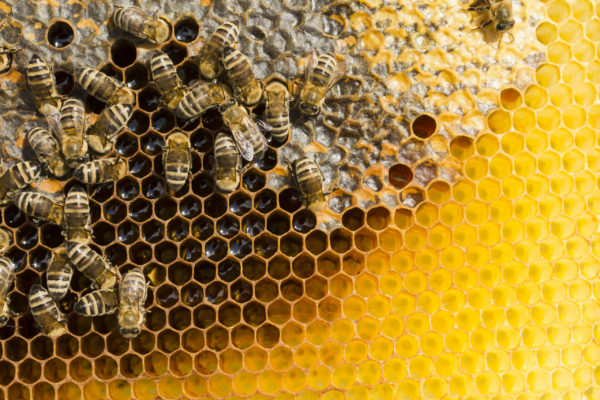 Bee deaths - does cell phone radiation affect bees?
