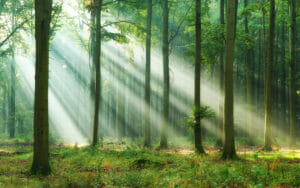 Forest bathing - Japanese relaxation and mindfulness method
