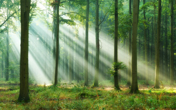 Forest bathing - Japanese relaxation and mindfulness method