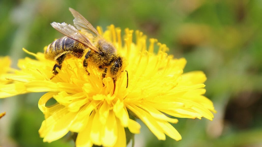 A bee pollinating