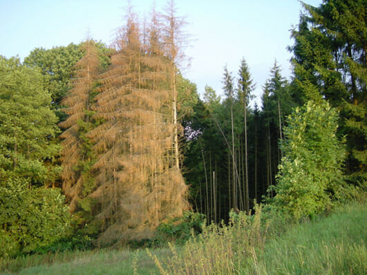 Conifers under spatially limited radio frequency bombardment